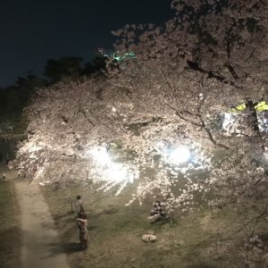今年は中止ですが…🌸岡崎の夜桜！